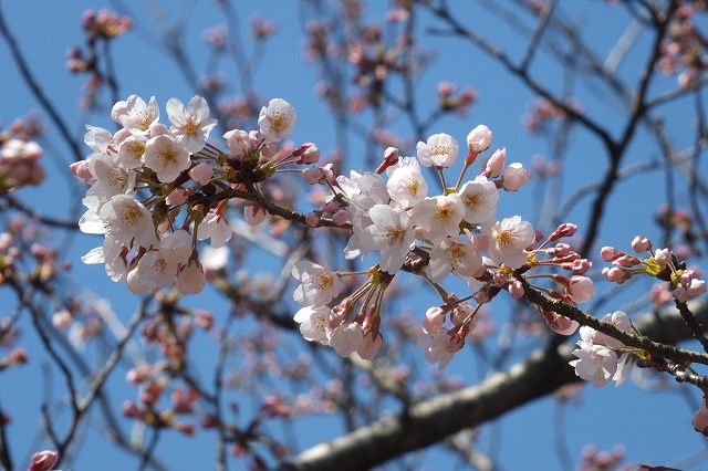 ■　春の花　桜３種　　　15.3.26　　　（染井吉野、山桜、大島桜）_e0070891_1822730.jpg