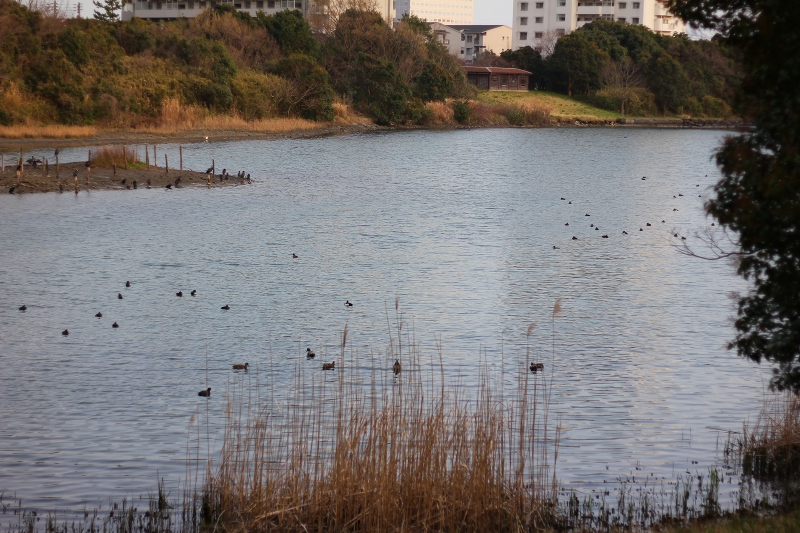 春を感じる公園遊び_c0204298_0045100.jpg