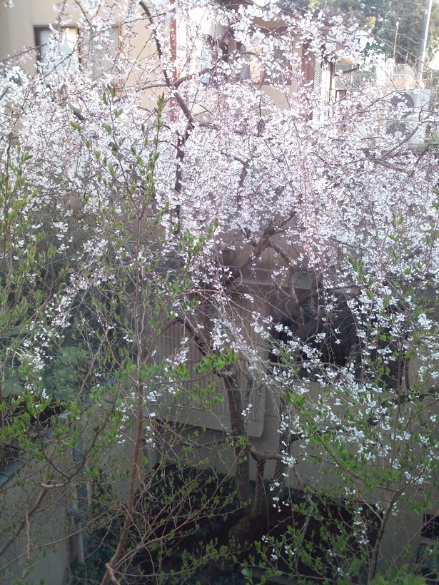 桜の季節_f0040201_1135829.jpg