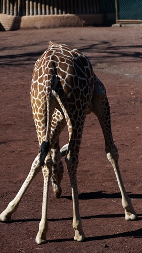 多摩動物園（キリン）_a0338303_19402407.jpg