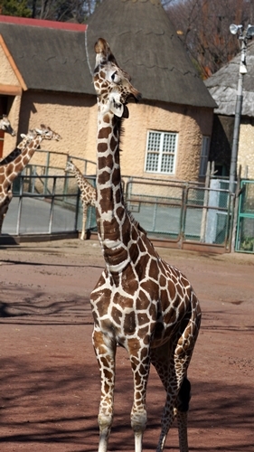 多摩動物園（キリン）_a0338303_19411197.jpg