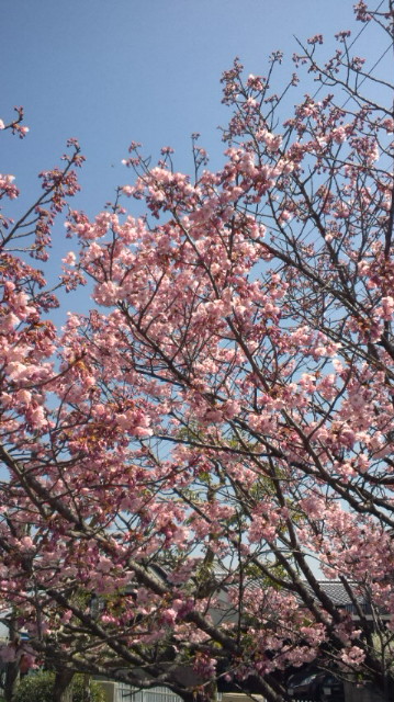 陽光桜も満開(西条市丹原町)…2015/3/27_f0231709_133638.jpg