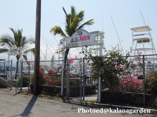 Honokohau Harbor _a0312410_16371016.jpg