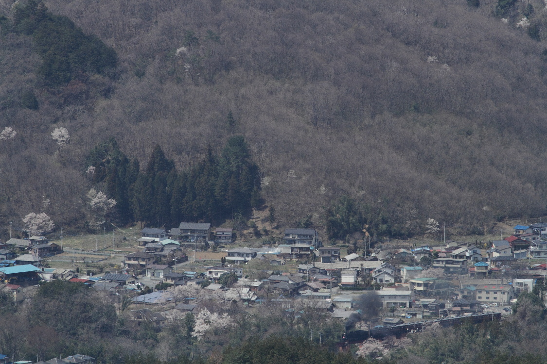 枯れ木に花が咲く頃 - 秩父鉄道 - _b0190710_741569.jpg