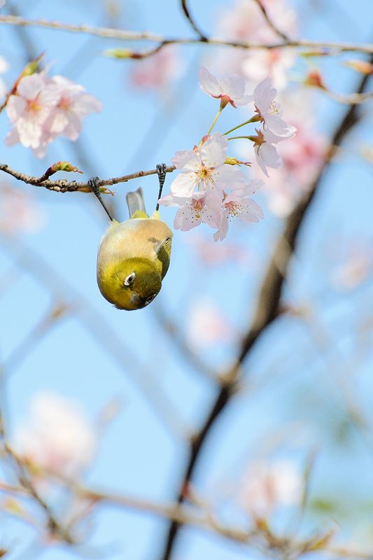 車折神社の桜　其の二_f0032011_19534127.jpg