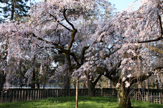 2015の桜4 近衛邸跡_e0048413_21422557.jpg