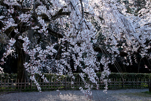 2015の桜4 近衛邸跡_e0048413_21423818.jpg