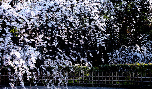 2015の桜4 近衛邸跡_e0048413_2143315.jpg