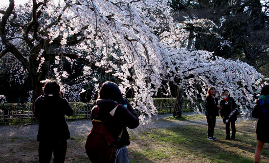 2015の桜4 近衛邸跡_e0048413_2144345.jpg