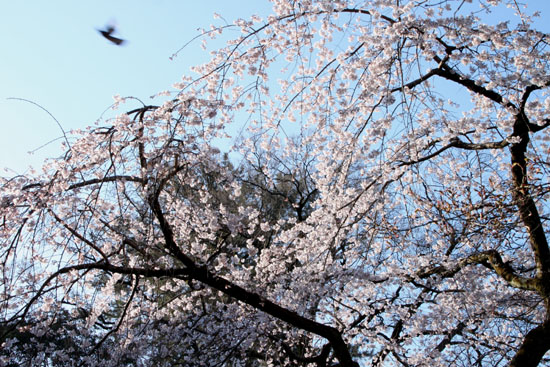 2015の桜4 近衛邸跡_e0048413_2144497.jpg