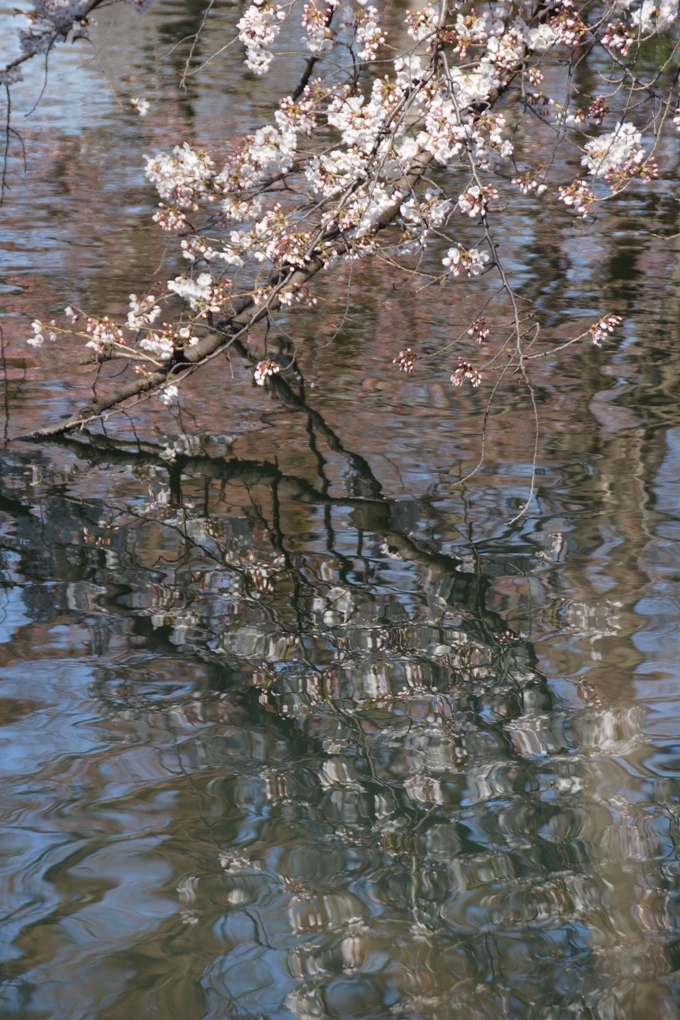 桜は水面も五分咲きに_f0006713_22333529.jpg