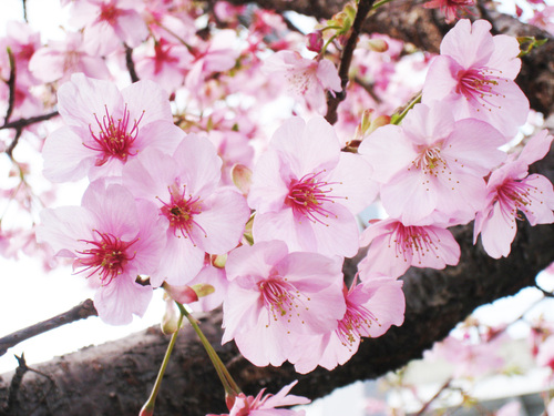 テーマパークジャパン：桜咲く花見の季節到来！だが特亜ゴミ爆弾の季節到来でもある！_e0171614_1429945.jpg