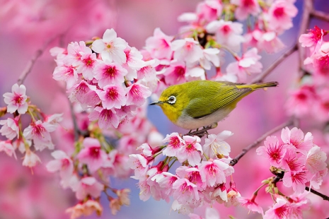 テーマパークジャパン：桜咲く花見の季節到来！だが特亜ゴミ爆弾の季節到来でもある！_e0171614_14422684.jpg