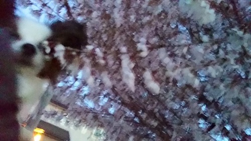 e0190220_12274450.jpg