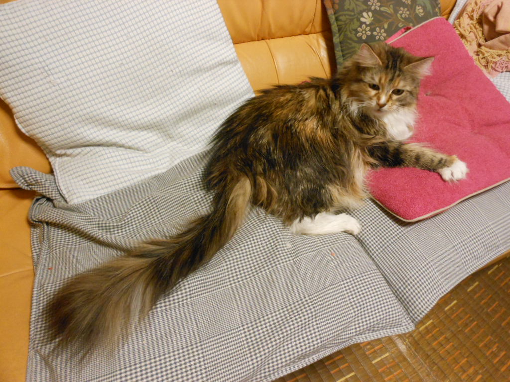 e0240925_1019539.jpg
