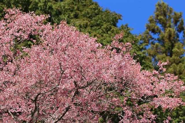 満開のしだれ桜　（その1）_e0321325_14324263.jpg