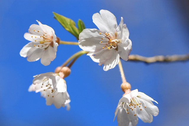 満開のしだれ桜　（その1）_e0321325_1434018.jpg