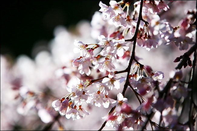 淡き枝垂れの桜_a0165631_15591129.jpg