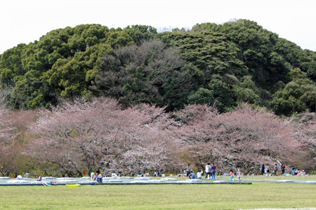 桜が開き始めた太宰府政庁跡地　2015年3月27日_a0129233_20231378.jpg