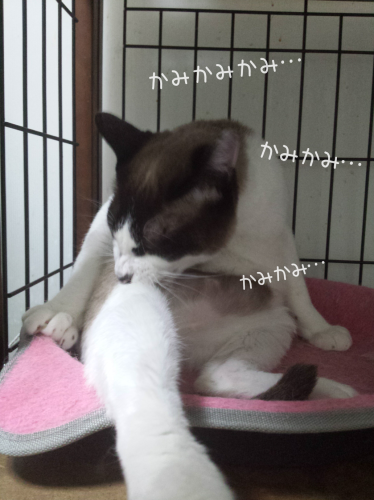 c0342535_01292782.png