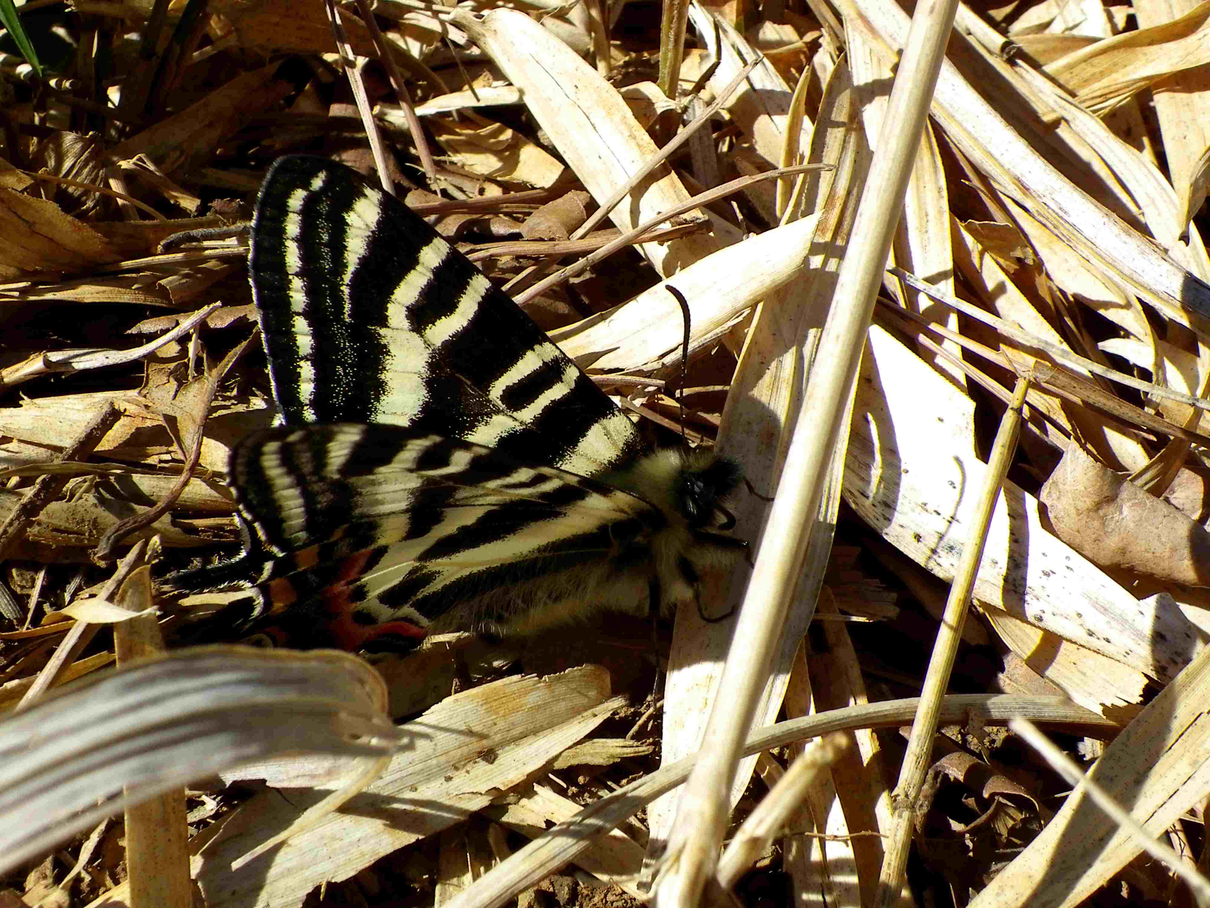 ギフチョウ　3月27日北遠再訪_d0254540_18594778.jpg