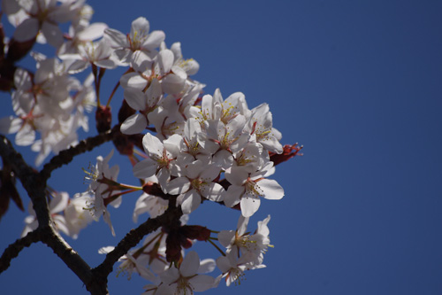 祇園白川宵桜ライトアップはまだ早い…_a0170251_21561754.jpg