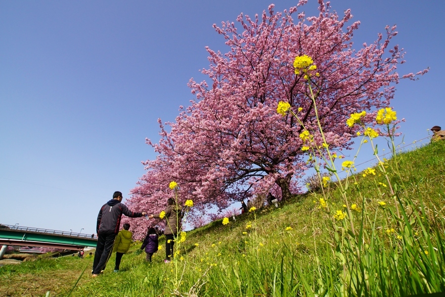 みなみの桜祭り 2　　2015_03_31　更新_e0229455_17373663.jpg