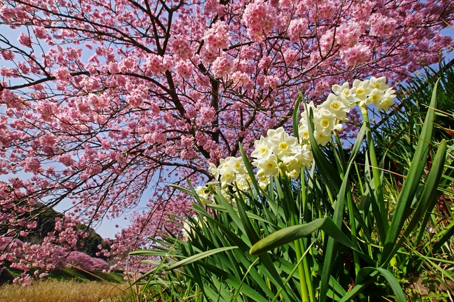 みなみの桜祭り 2　　2015_03_31　更新_e0229455_17375760.jpg