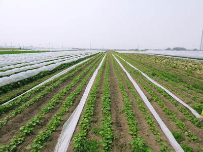 有機栽培の水田ごぼう ごぼうの成長_a0254656_1830135.jpg
