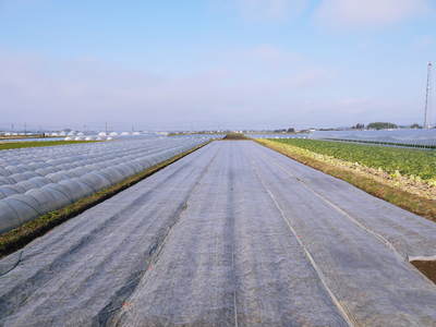 有機栽培の水田ごぼう ごぼうの成長_a0254656_18374366.jpg