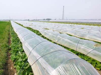 有機栽培の水田ごぼう ごぼうの成長_a0254656_18453338.jpg