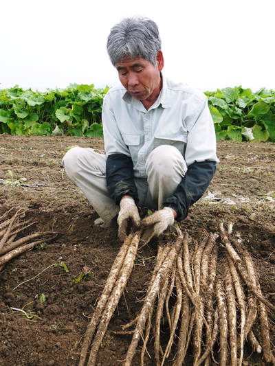有機栽培の水田ごぼう ごぼうの成長_a0254656_19224040.jpg
