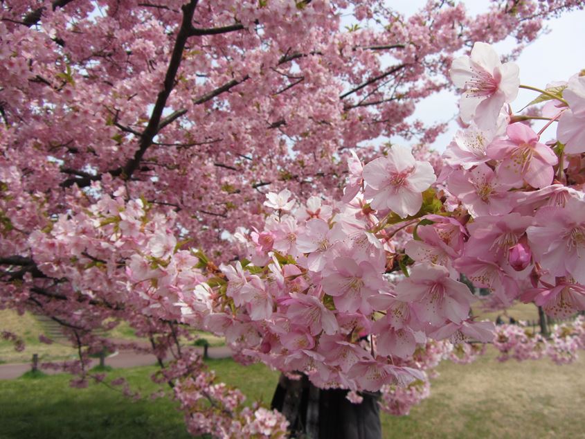 続・河津桜が満開～!_e0129656_22444626.jpg