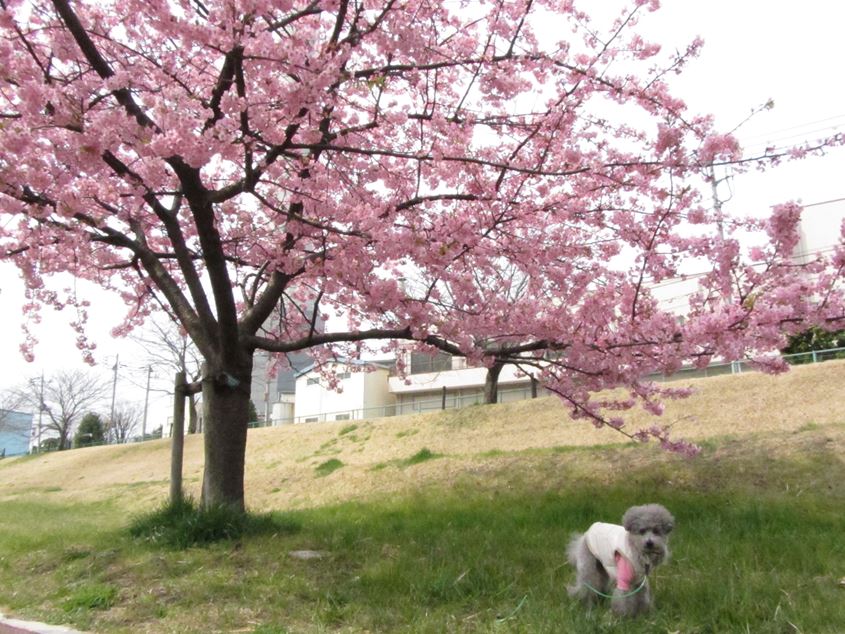 続・河津桜が満開～!_e0129656_22455771.jpg