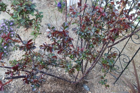 モリナール の赤い葉っぱ La Rose 薔薇の庭 モリナール の赤い葉っぱ La Rose 薔薇の庭