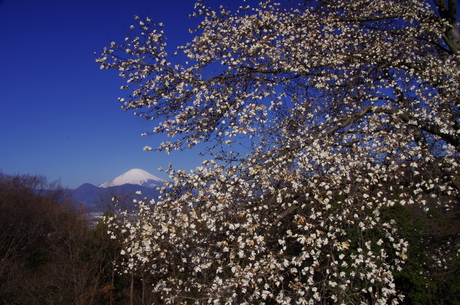 最新富士山の撮影記録_d0229560_20395248.jpg