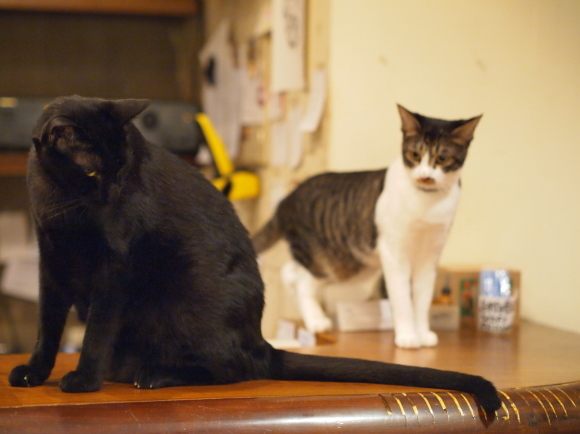 台湾の猫カフェに行ってみた②_e0255060_01402635.jpg