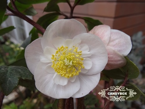 H Niger Pink Form ピンクニゲル Garden S Diary H Niger Pink Form ピンクニゲル Garden S Diary