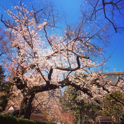 【酒と肴と花と私】日比谷公園の地元めしフェスで花も団子も！_b0310463_14595895.jpg