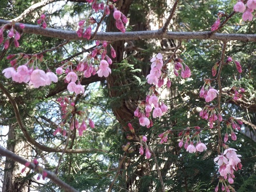 春なので櫻木神社に行ってみた_a0064067_22031739.jpg