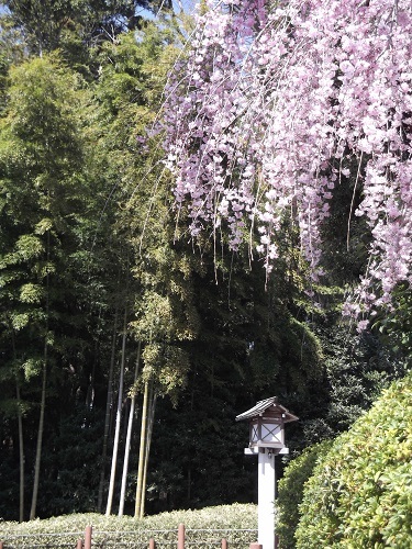 春なので櫻木神社に行ってみた_a0064067_22032862.jpg