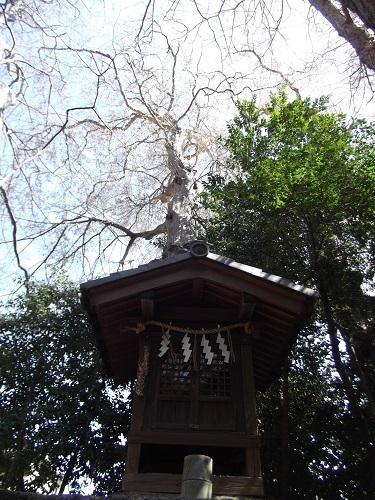 春なので櫻木神社に行ってみた_a0064067_22032874.jpg