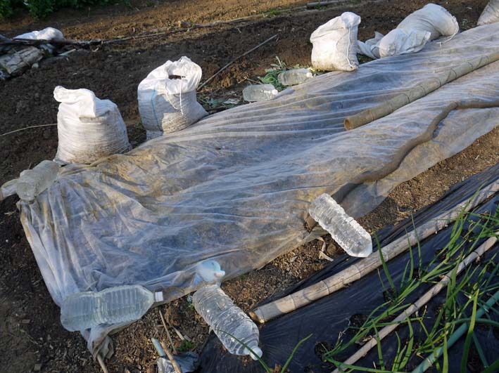 寒の戻りでジャガイモに霜害 サトイモ第2陣植え付け 北鎌倉湧水ネットワーク 寒の戻りでジャガイモに霜害 サトイモ第2陣植え付け 北鎌倉湧水ネットワーク