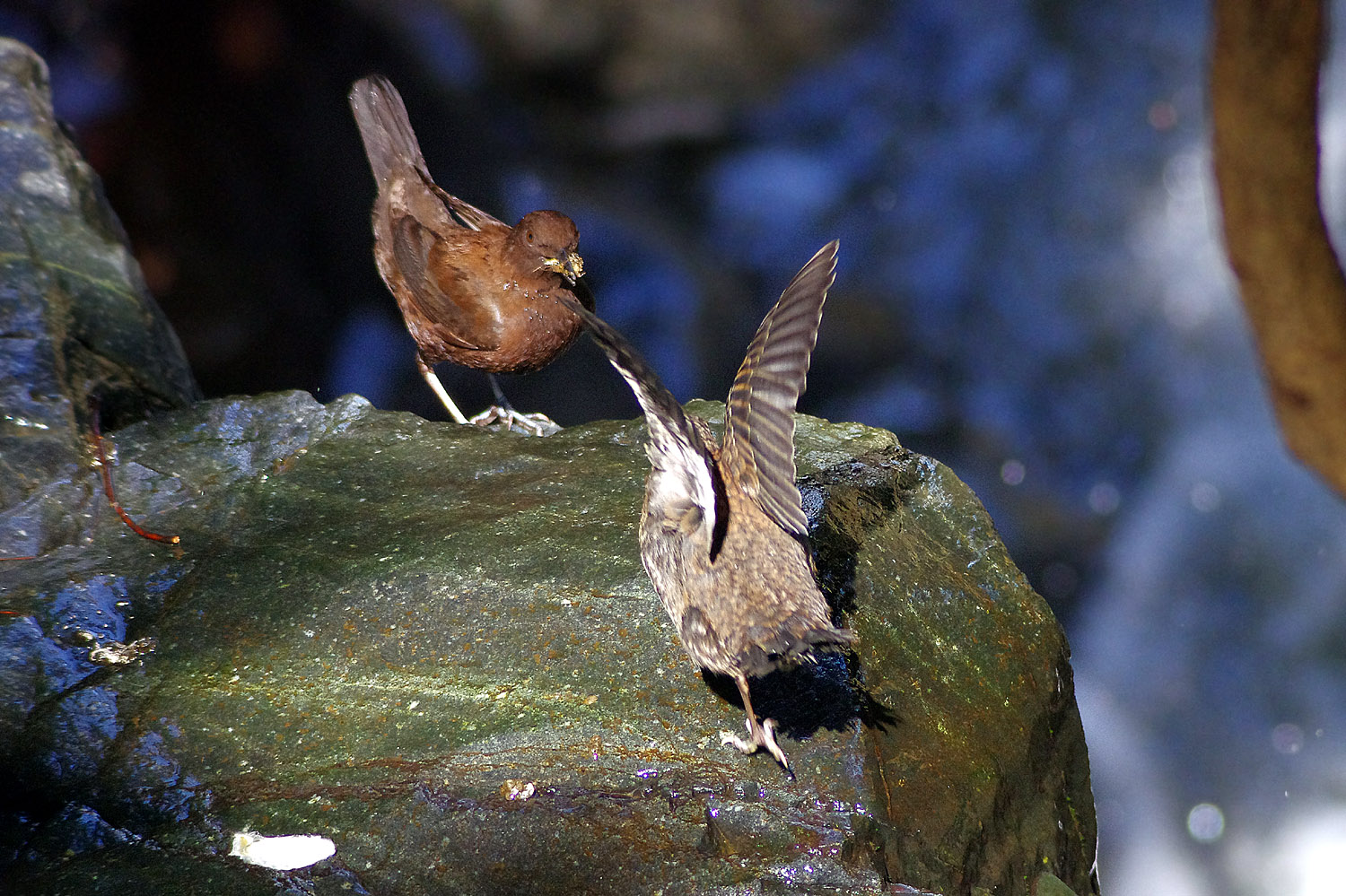 カワガラスの幼鳥への給餌_f0215767_1692058.jpg