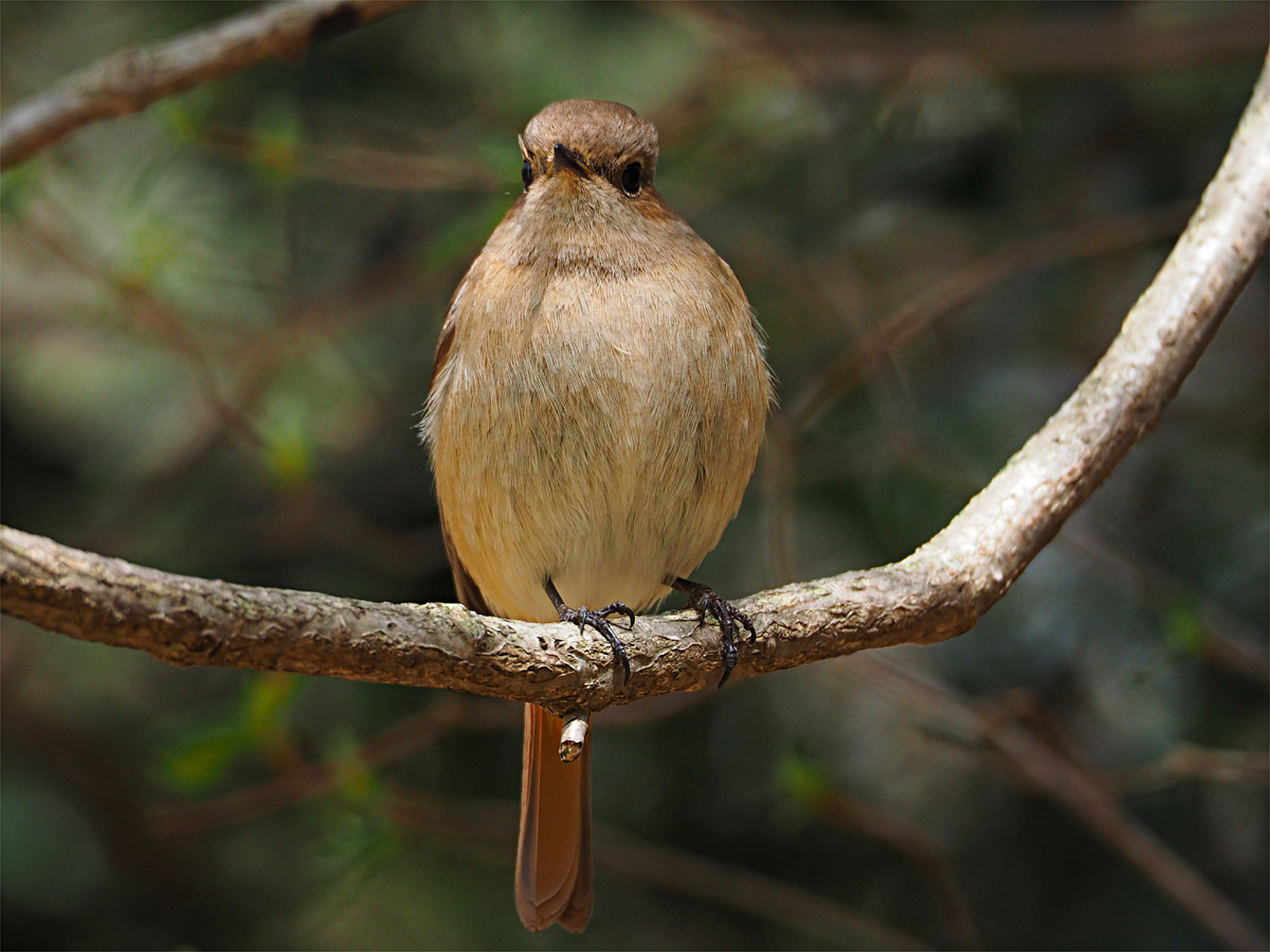 ルリビとジョウビ_d0283373_1738116.jpg