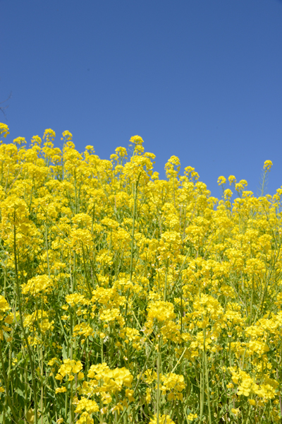 マザー牧場菜の花写真アップ!_e0171573_22542463.jpg