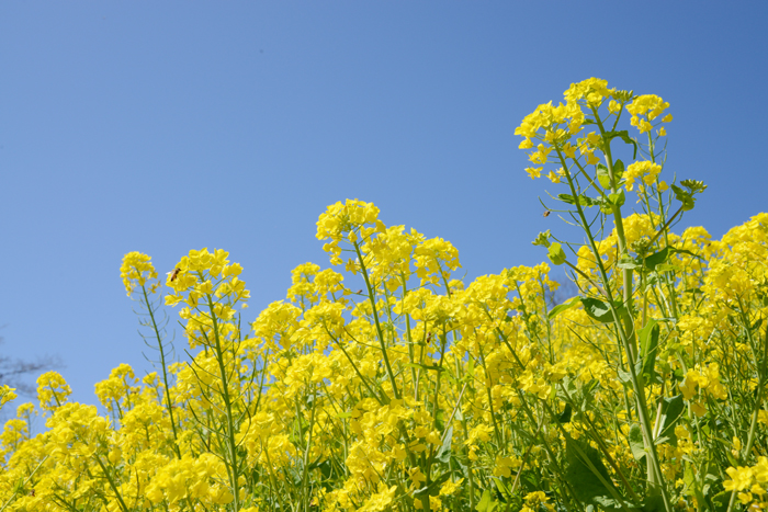 マザー牧場菜の花写真アップ!_e0171573_2254871.jpg