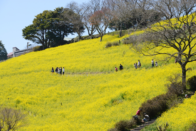 マザー牧場菜の花写真アップ!_e0171573_22554930.jpg