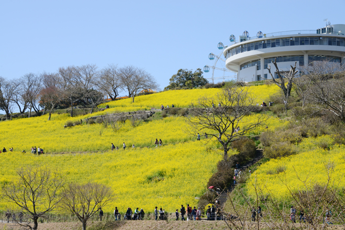 マザー牧場菜の花写真アップ!_e0171573_2256967.jpg