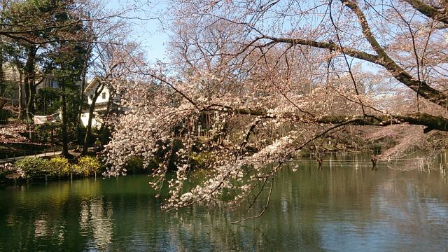 ２０１５　井の頭公園　桜情報①　_e0212073_10351848.jpg